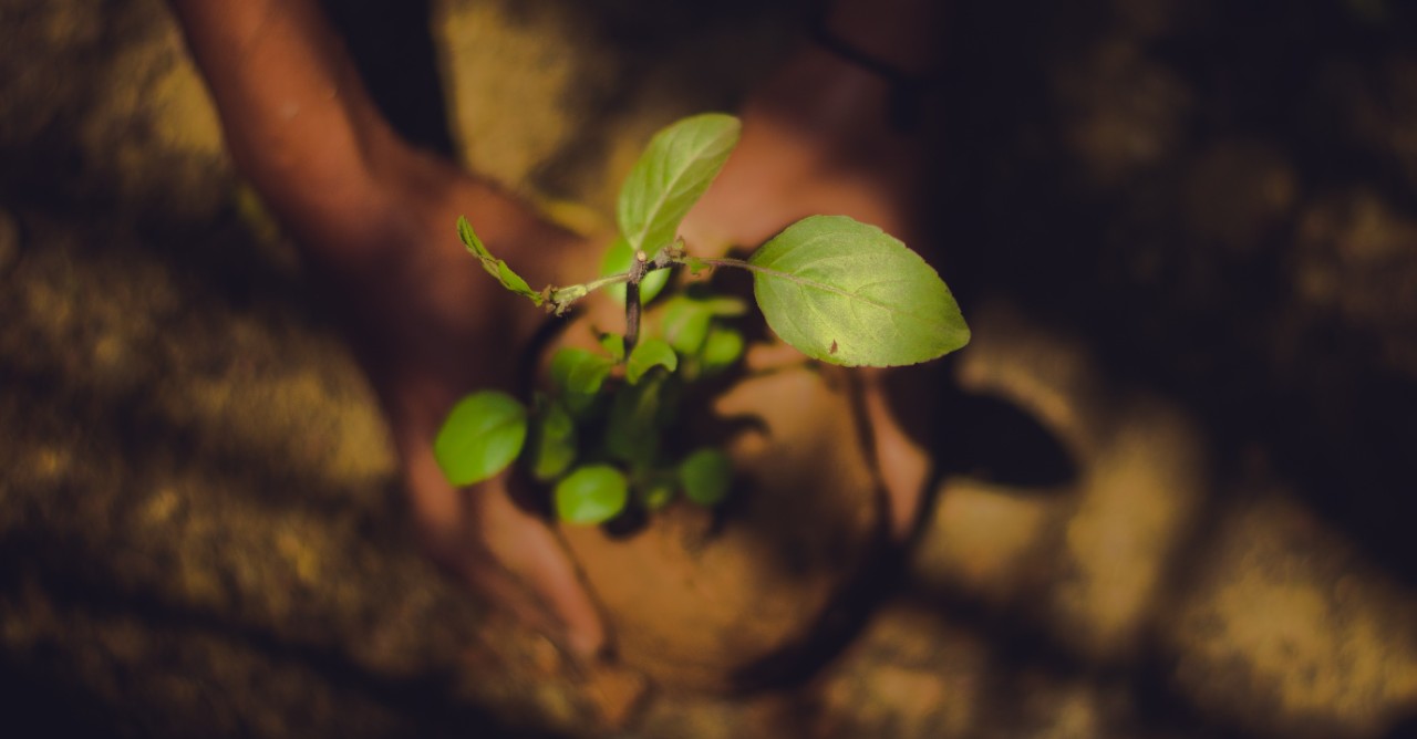 ECOL  kasturi-laxmi-mohit-642476-unsplash.jpg